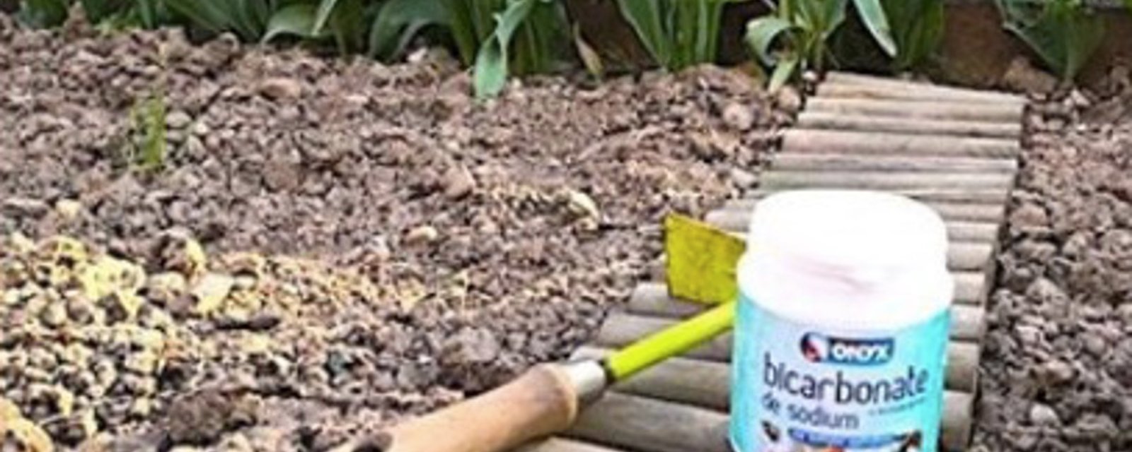 Aidez votre jardin avec du bicarbonate de soude 