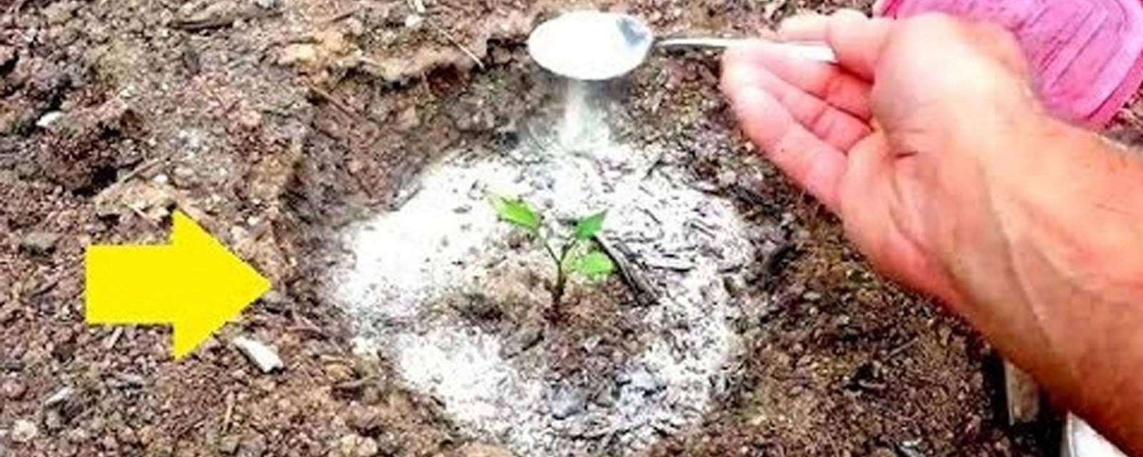 15 utilisations insoupçonnées du bicarbonate de soude pour le jardinage