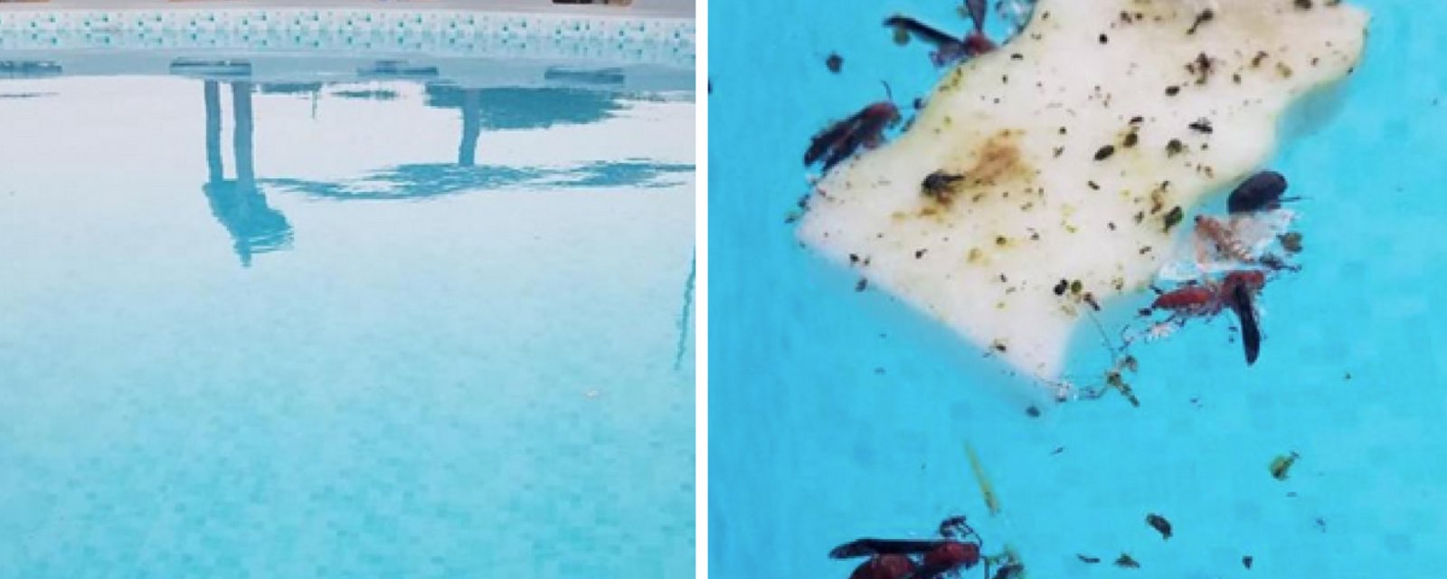 Le moyen le plus simple et le plus rapide de ramasser tous les insectes dans votre piscine