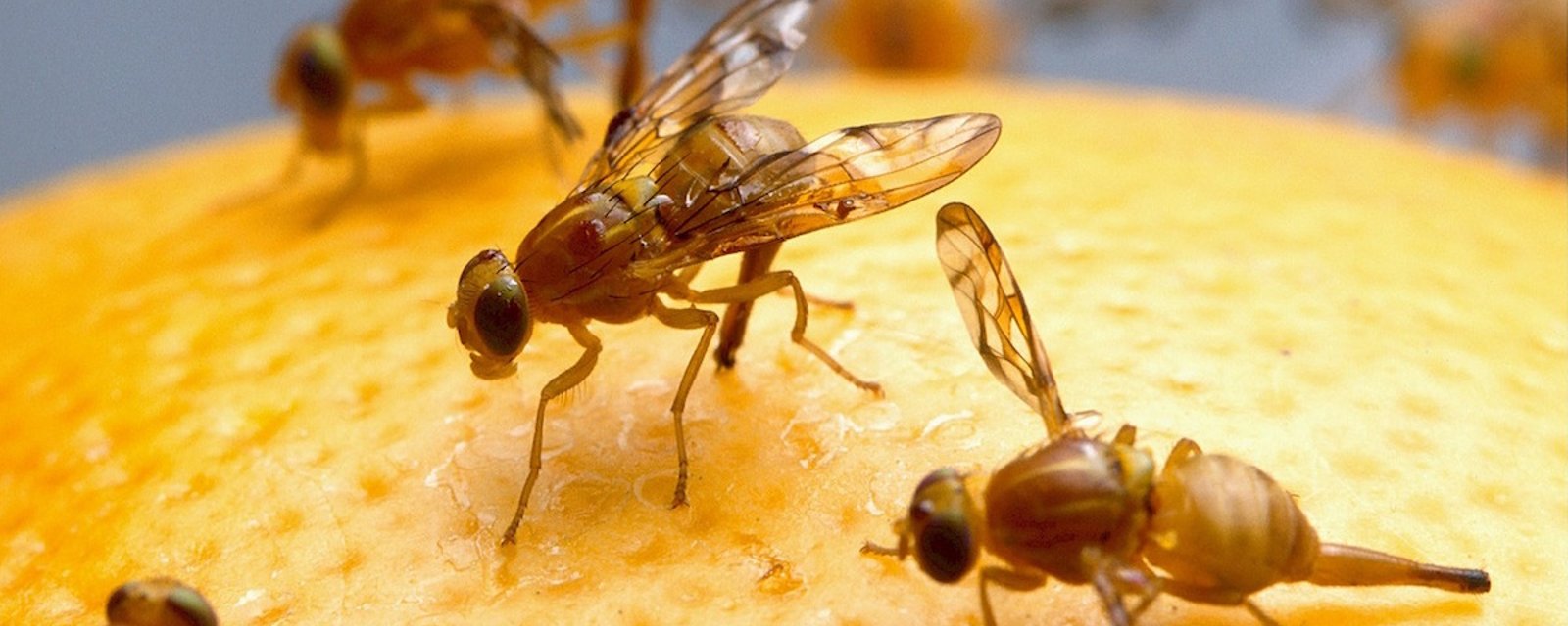 6 moyens rapides pour se débarrasser des mouches à fruits
