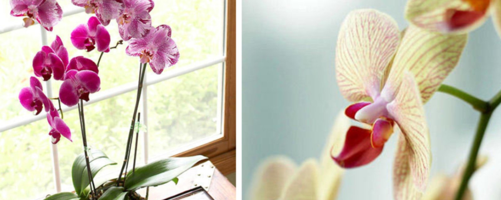 Comment faire pousser vos orchidées à l'intérieur