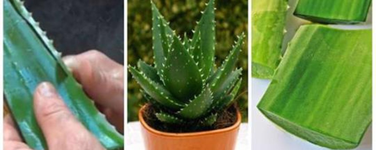 14 utilisations qui prouvent que l'Aloes est une plante magique 