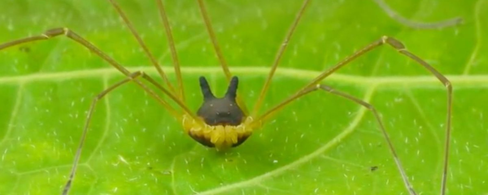 Un chercheur a photographié une araignée qui a une tête de lapin