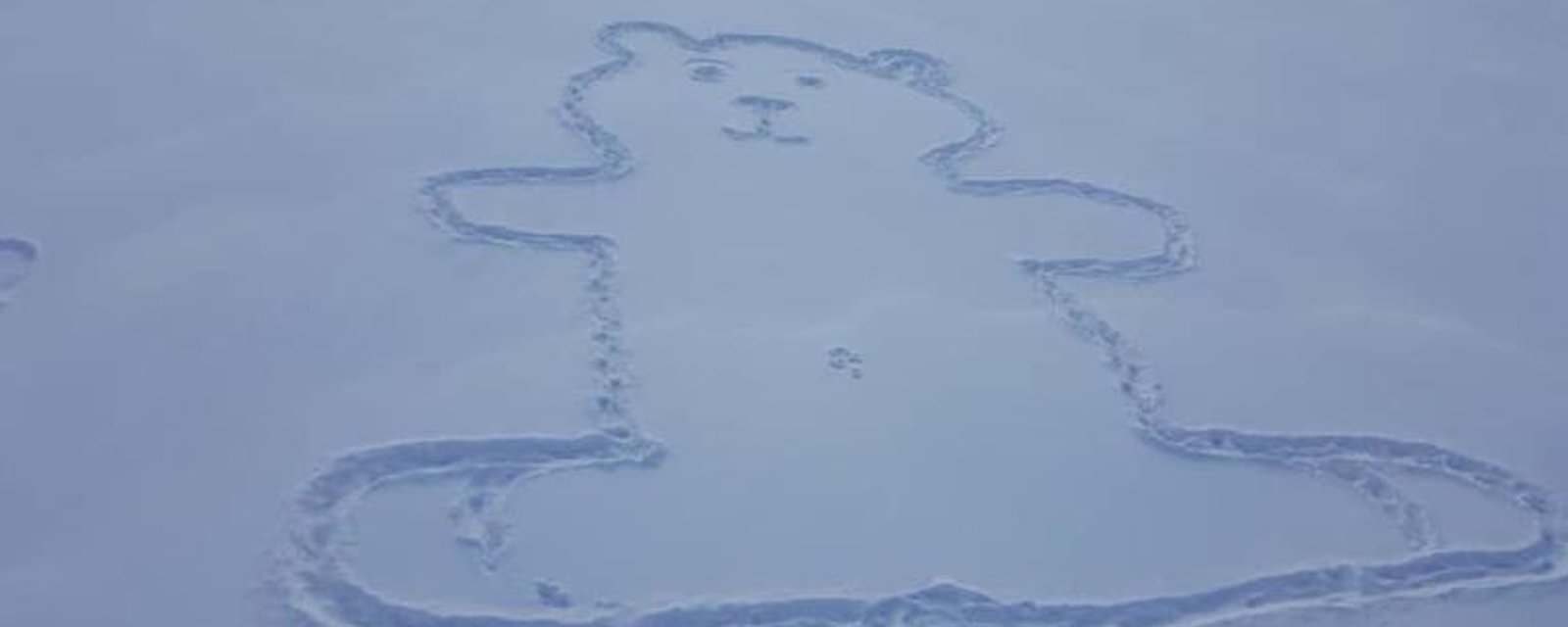 On a finalement résolu le mystère de l'ours de neige et de son nombril
