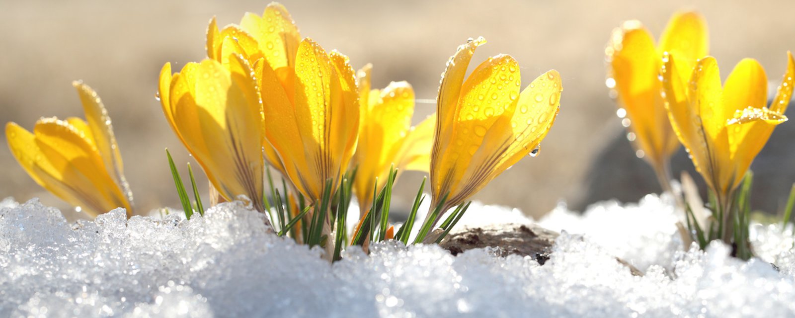Il ne faut pas désespérer: des experts prévoient une arrivée rapide du printemps au Canada!