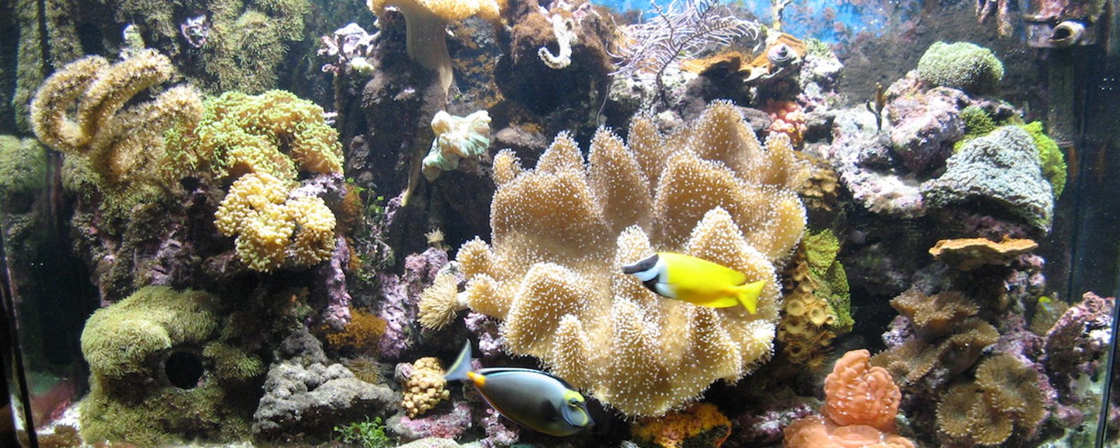 Une femme a été intoxiquée par les coraux que contenait son aquarium