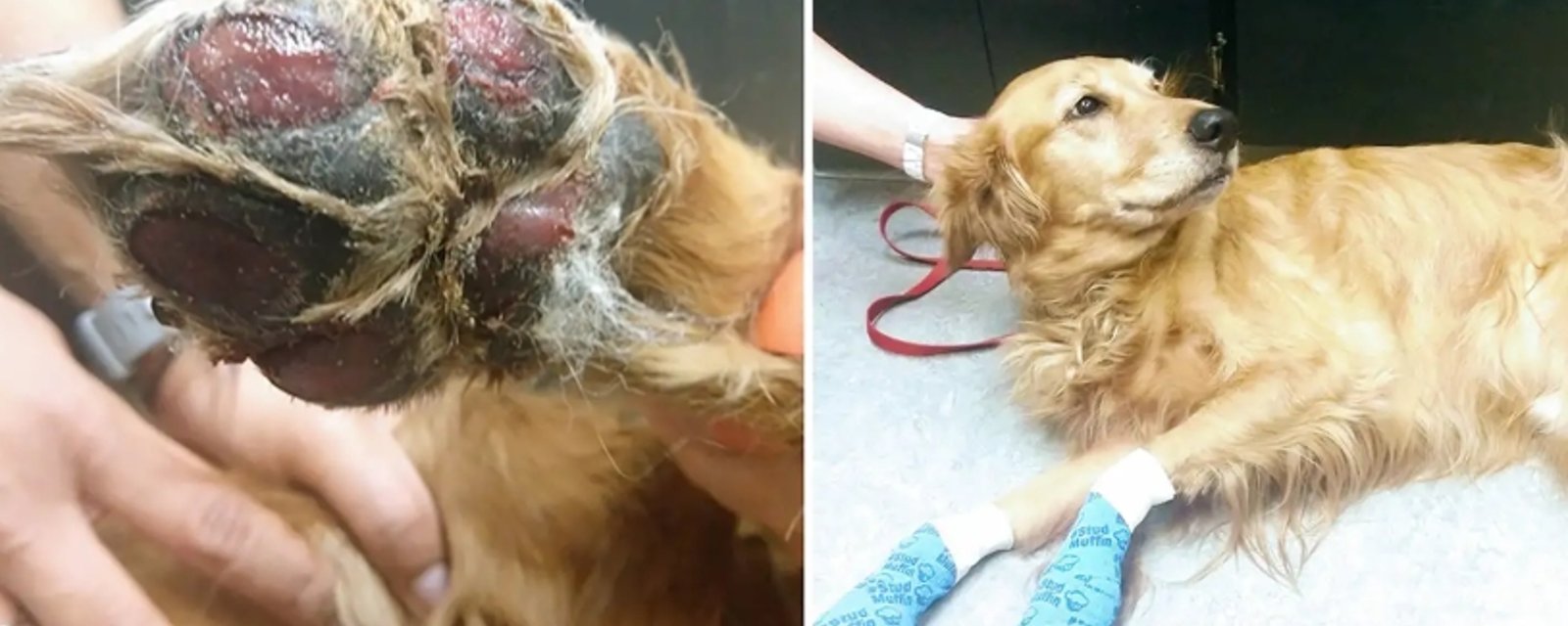 CANICULE: Un vétérinaire explique le danger que représente un trottoir brûlant pour les pattes de votre chien