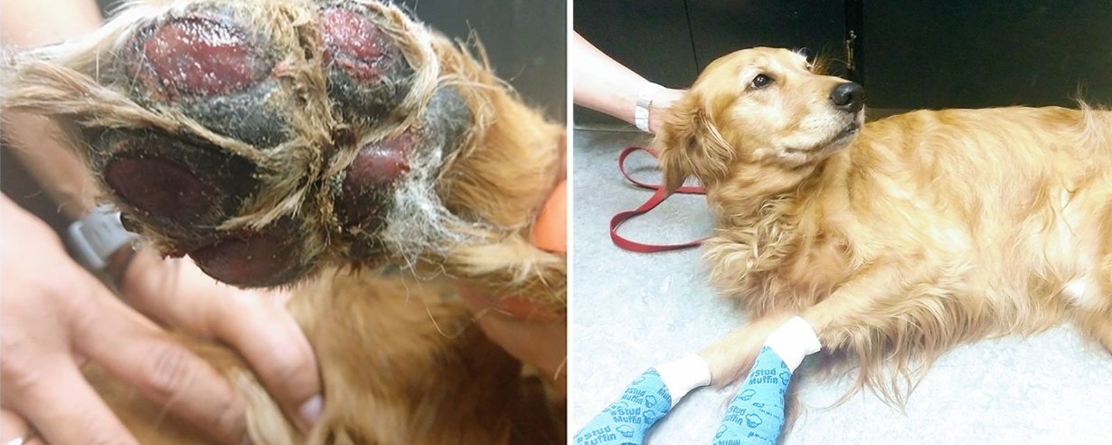 Une vétérinaire met en garde les propriétaires de chien au sujet des dangers de la chaussée chaude