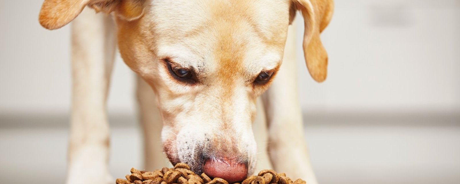 ALERTE 16 marques de nourriture pour chien pourraient causer des problèmes cardiaques