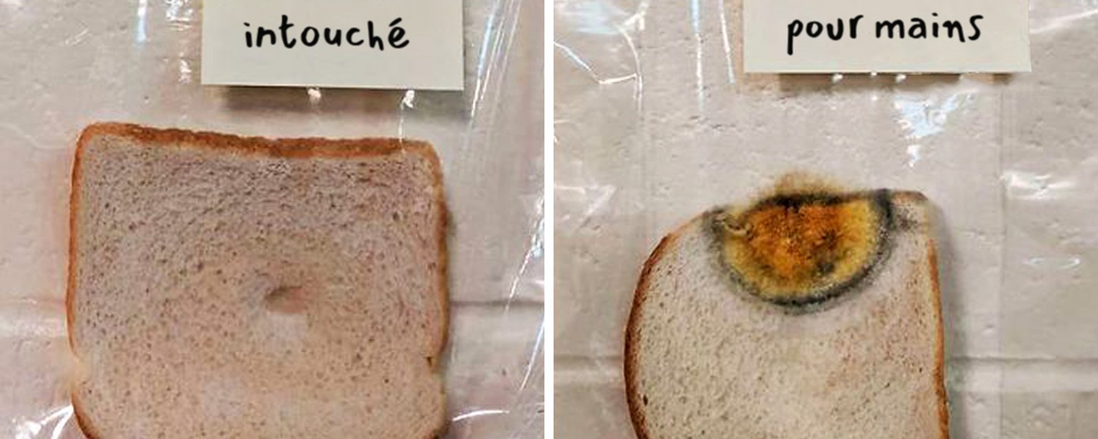 Des élèves du primaire effectuent une expérience avec des tranches de pain et celle-ci devient virale