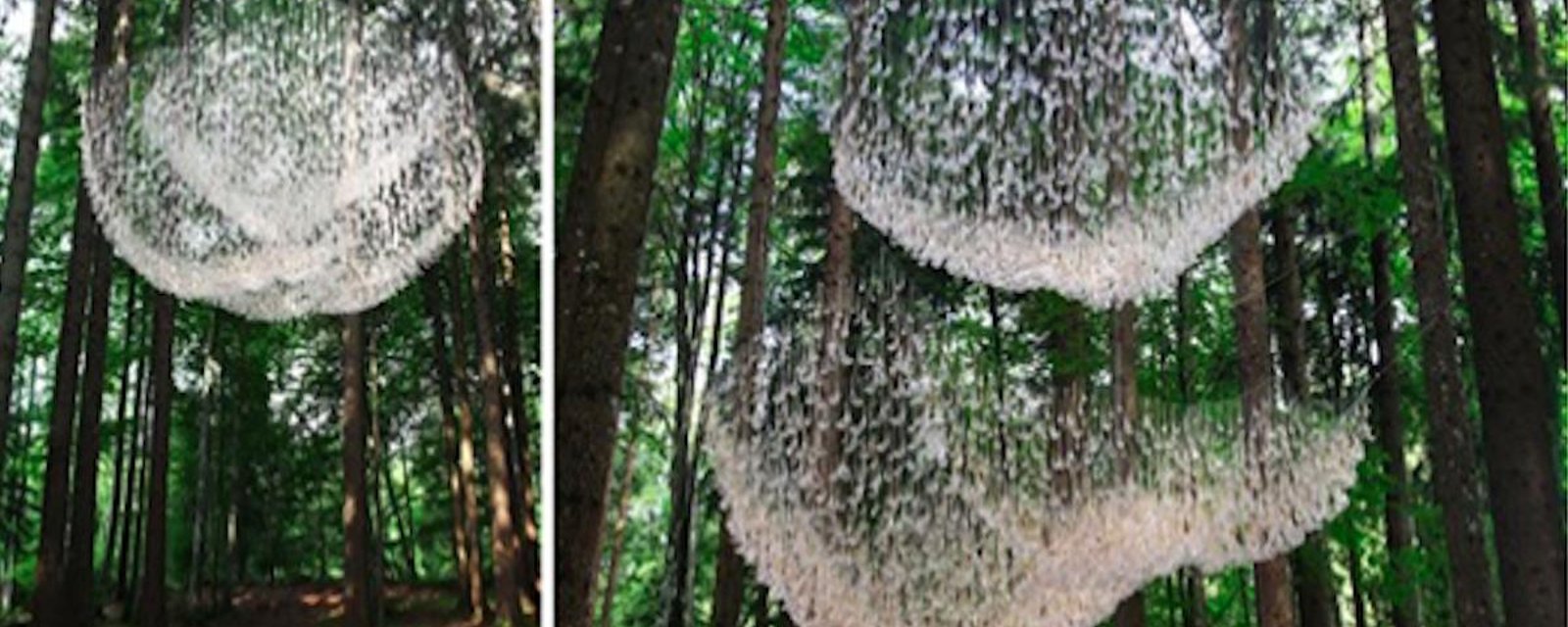 De toute beauté: un lustre géant dans la forêt fait de minuscules capteurs d'eau de pluie