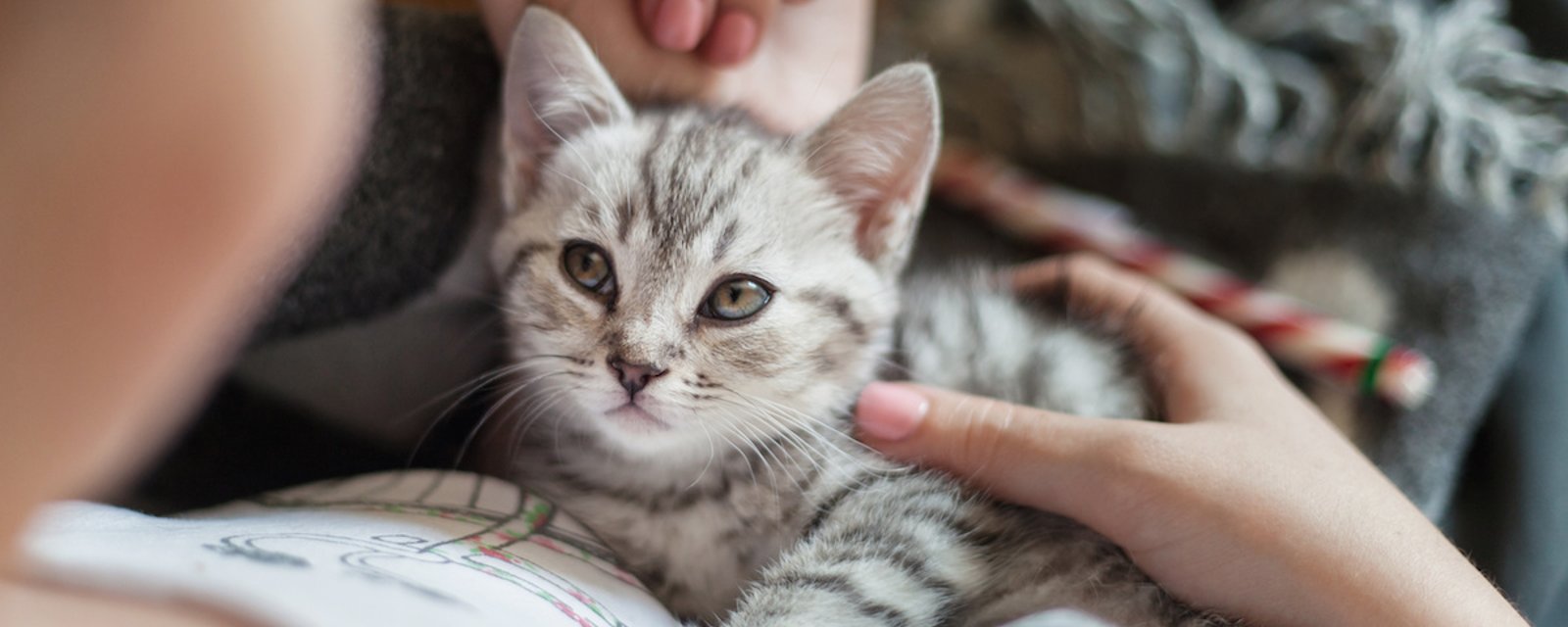 La science démontre que les chats s'attachent à leur maître comme un bébé à ses parents