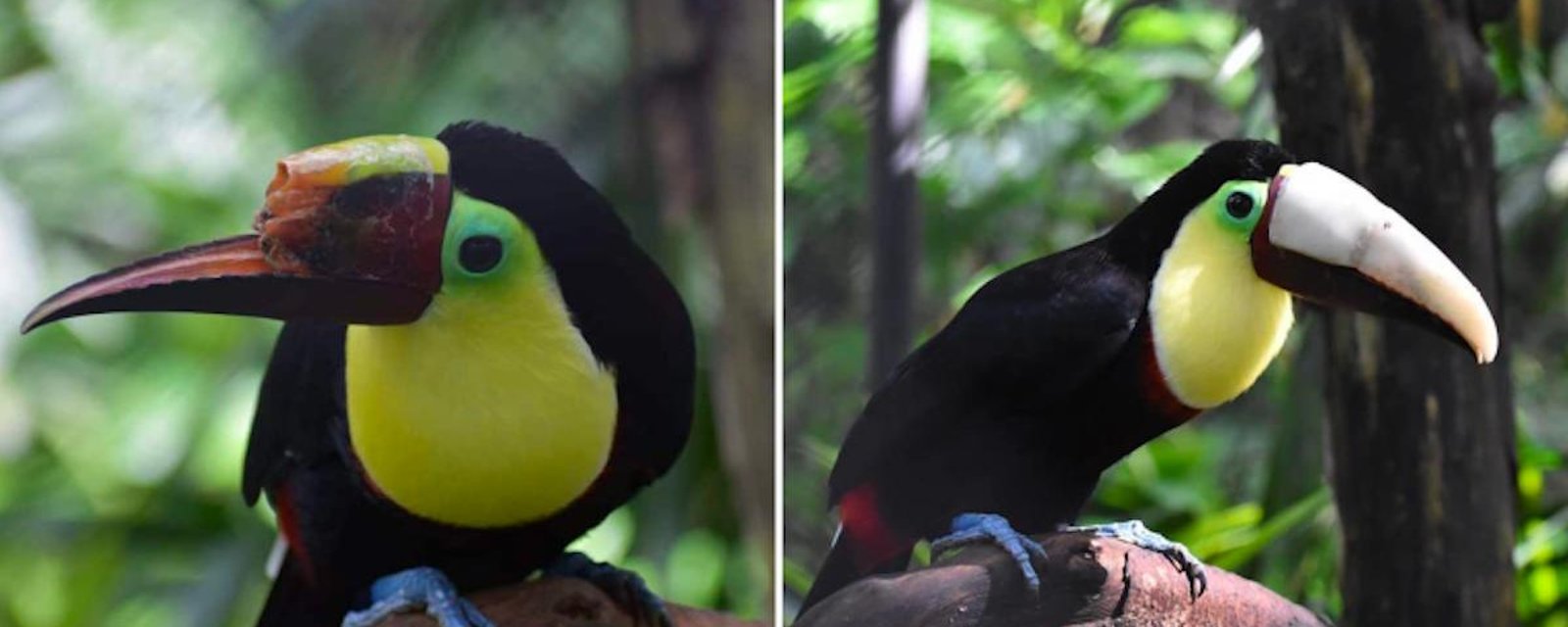 L’impression 3D vient en aide à un toucan maltraité au Costa Rica