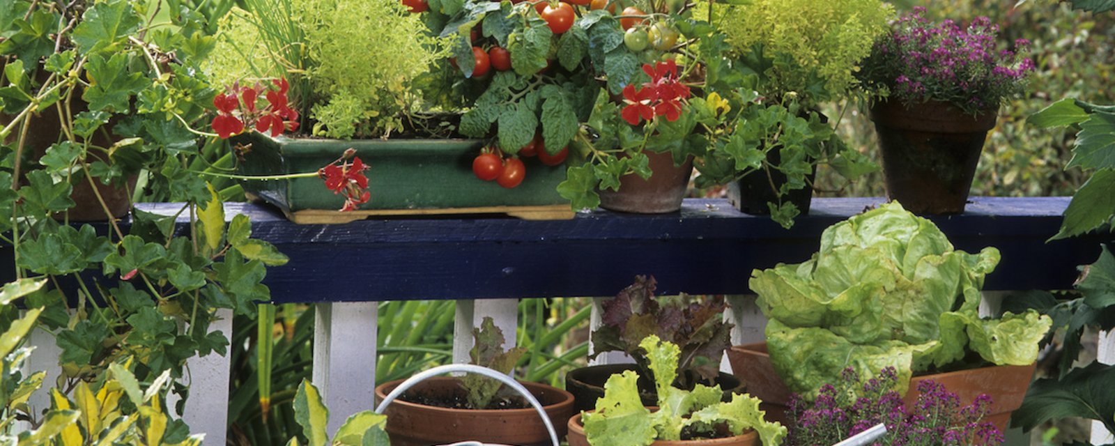 15 Fruits et légumes qui sont faciles à cultiver en bac sur un balcon