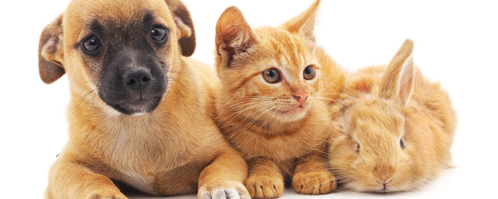 Cette semaine, la SPCA offre la stérilisation gratuite pour certains animaux de compagnie 