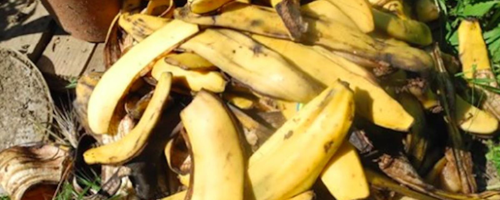 7 manières d’utiliser les pelures de bananes dans le jardin