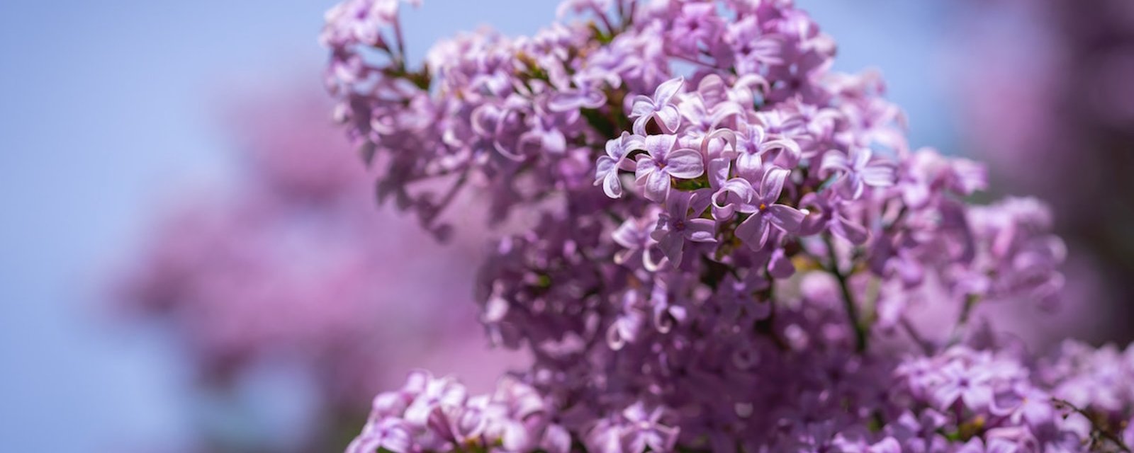 12 choses à savoir sur le lilas