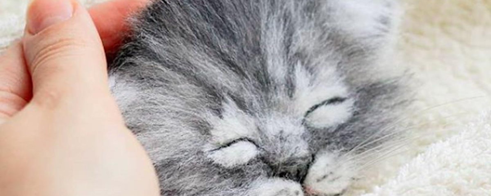 Une artiste crée des chats en laine vraiment trop craquants!