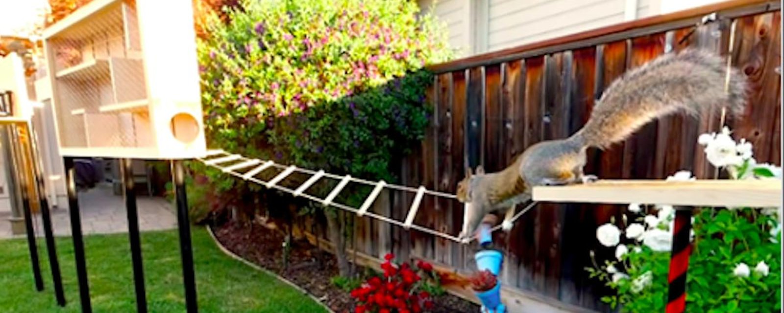 Il a construit un hallucinant parcours Ninja pour les écureuils qui visitent son terrain