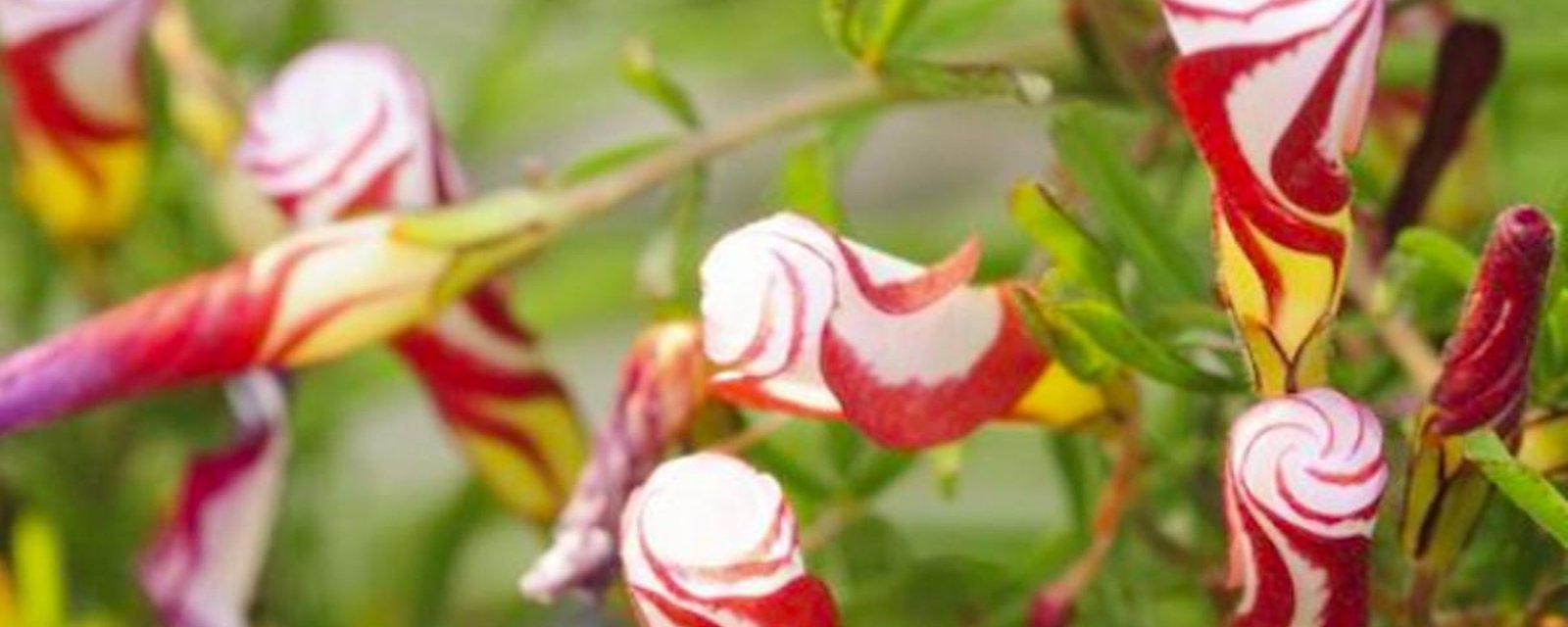 15 fleurs à planter pour créer un décor « sucré »