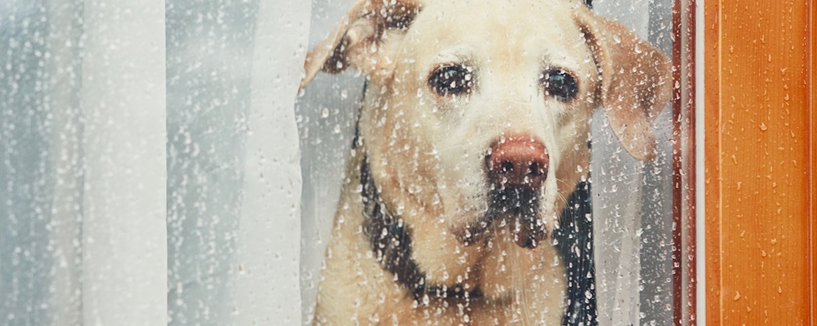 Anxiété de séparation: apprenez à votre chien à rester seul, en 3 étapes