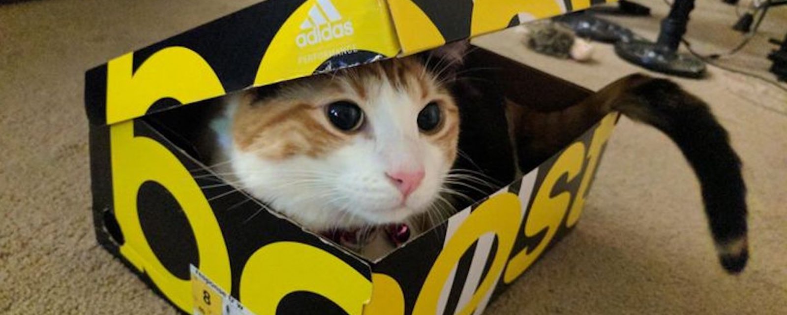 ​Pourquoi les chats aiment tellement les petits espaces et les boîtes