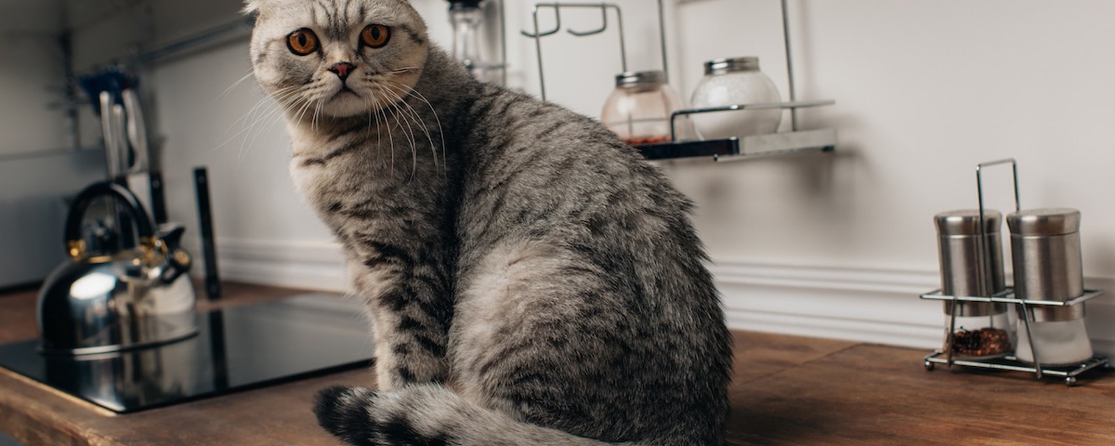 7 trucs pour que votre chat arrête de monter sur vos comptoirs ou votre table