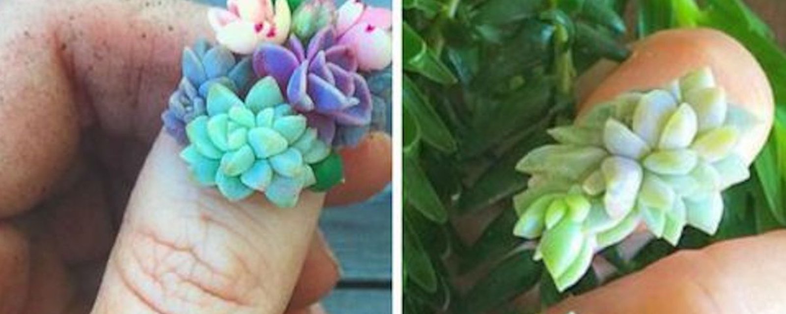 Nouveauté en matière de manucures: des plantes succulentes qui poussent sur les ongles!
