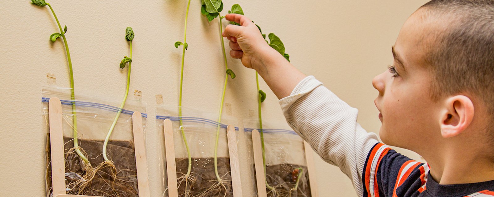 Une expérience à proposer à vos enfants: la germination de haricot dans un sac transparent