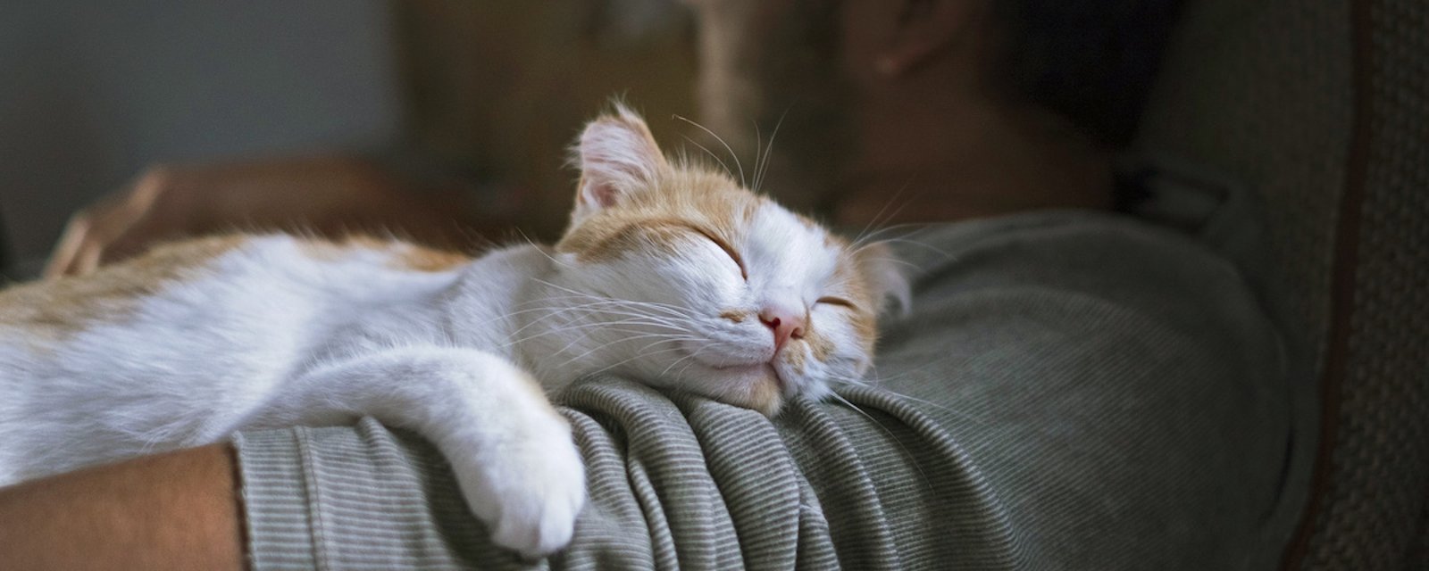 2 vétérinaires expliquent pourquoi votre chat vous a choisi comme lieu de sommeil le plus confortable