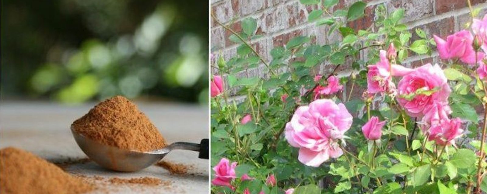 7 façons d'utiliser la cannelle dans le jardin