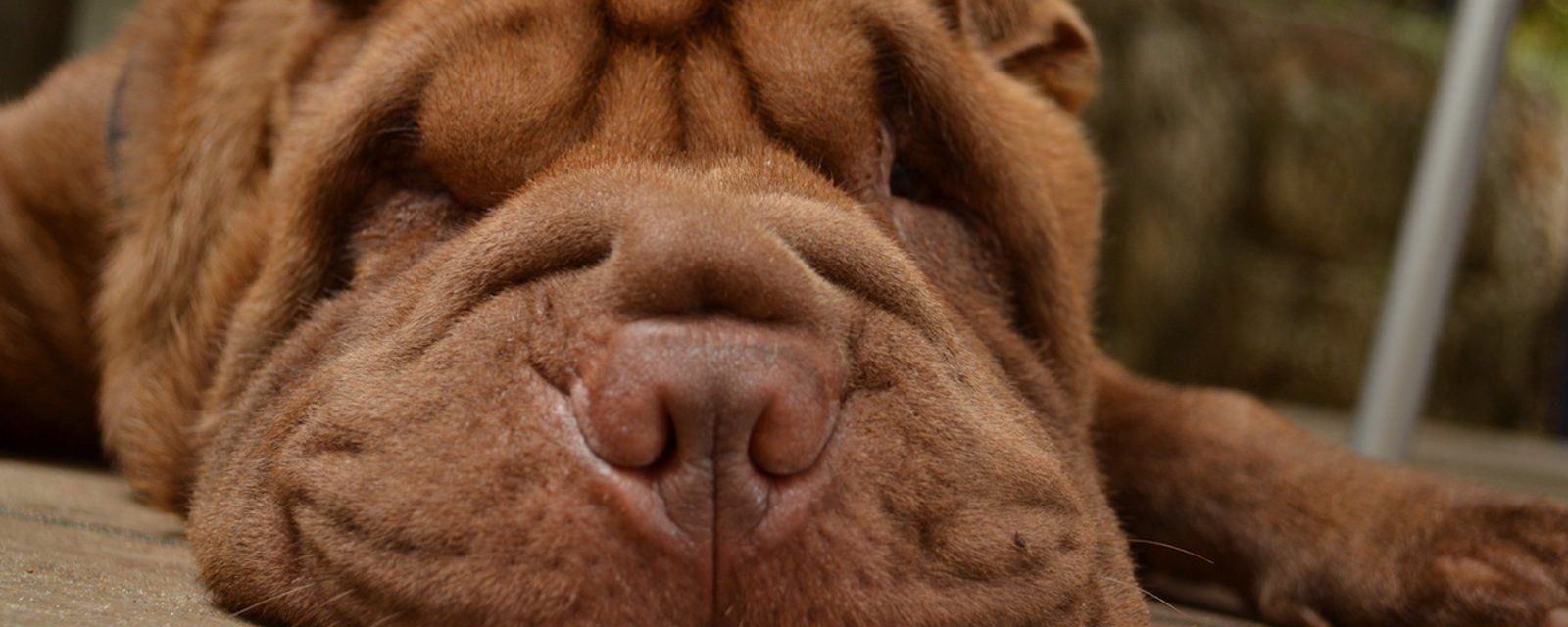 Les 10 races de chiens les plus malodorants