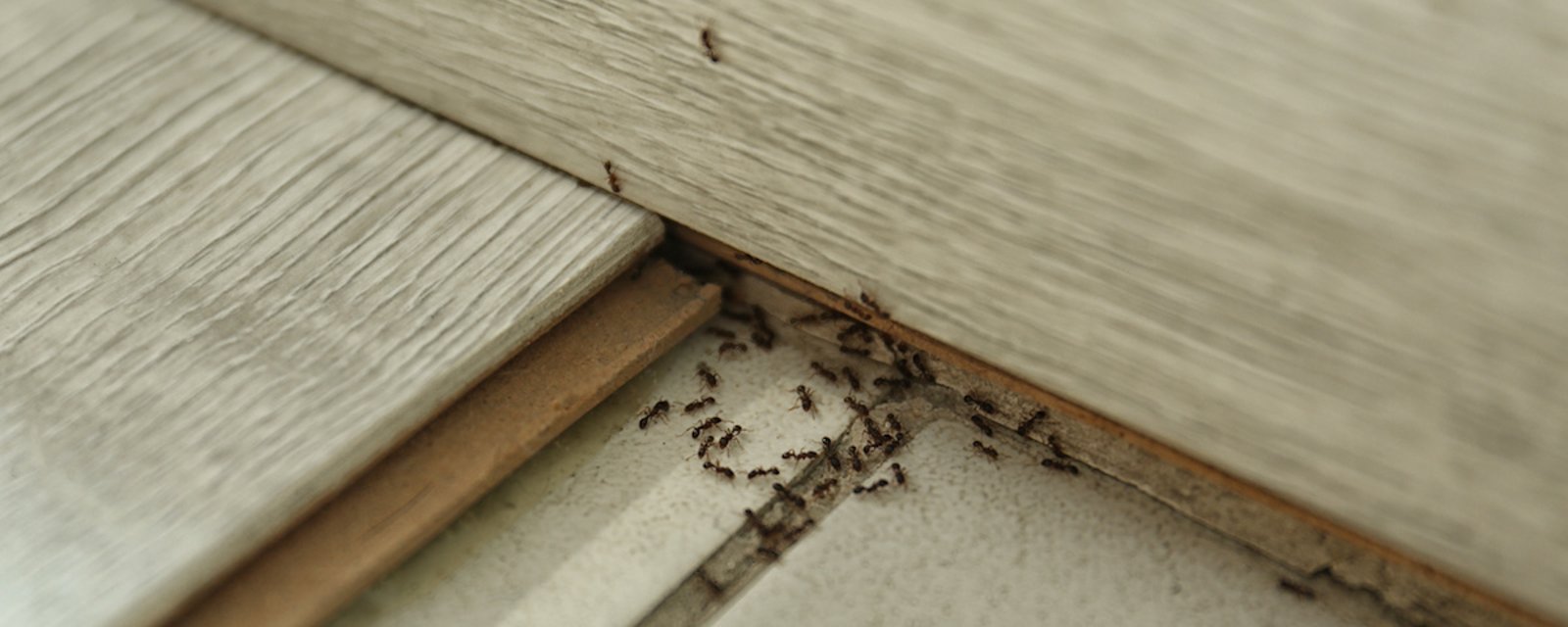5 astuces pour éloigner naturellement les fourmis de votre maison 
