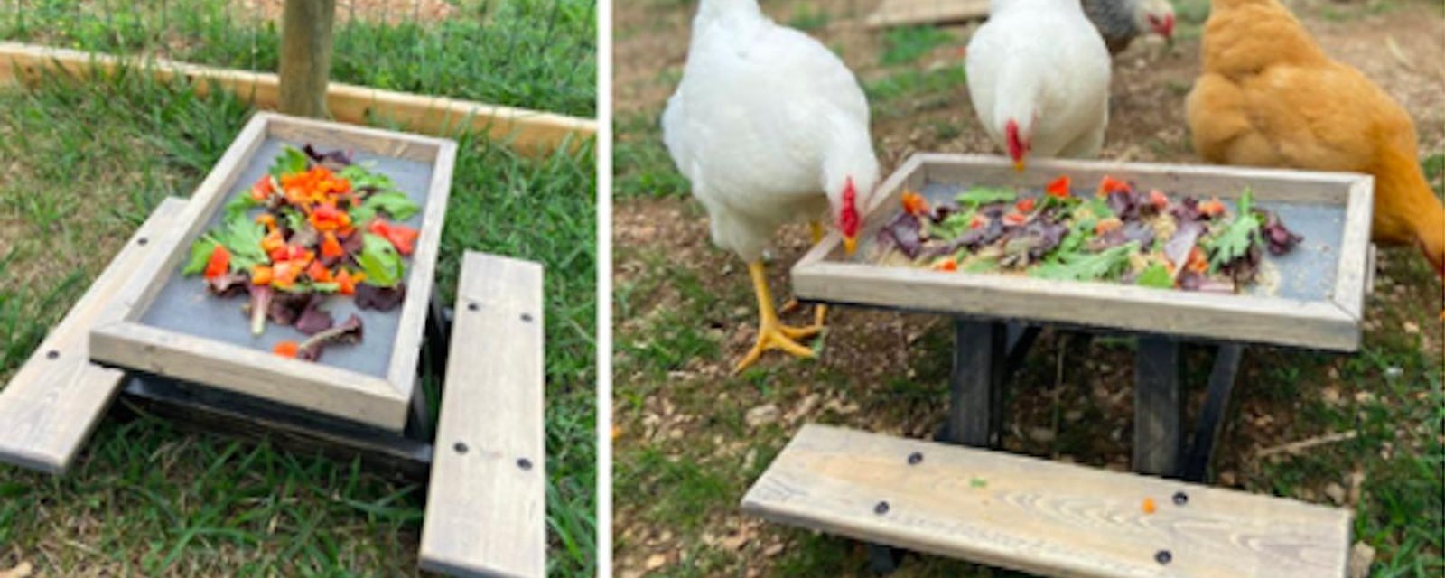 Le summum pour dorloter vos poules: une table à pique-nique spécialement pour elles!