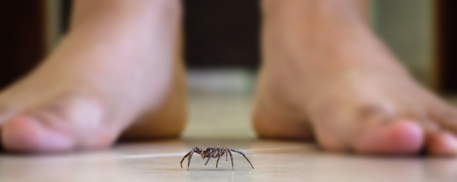 Recette maison de répulsif contre les araignées