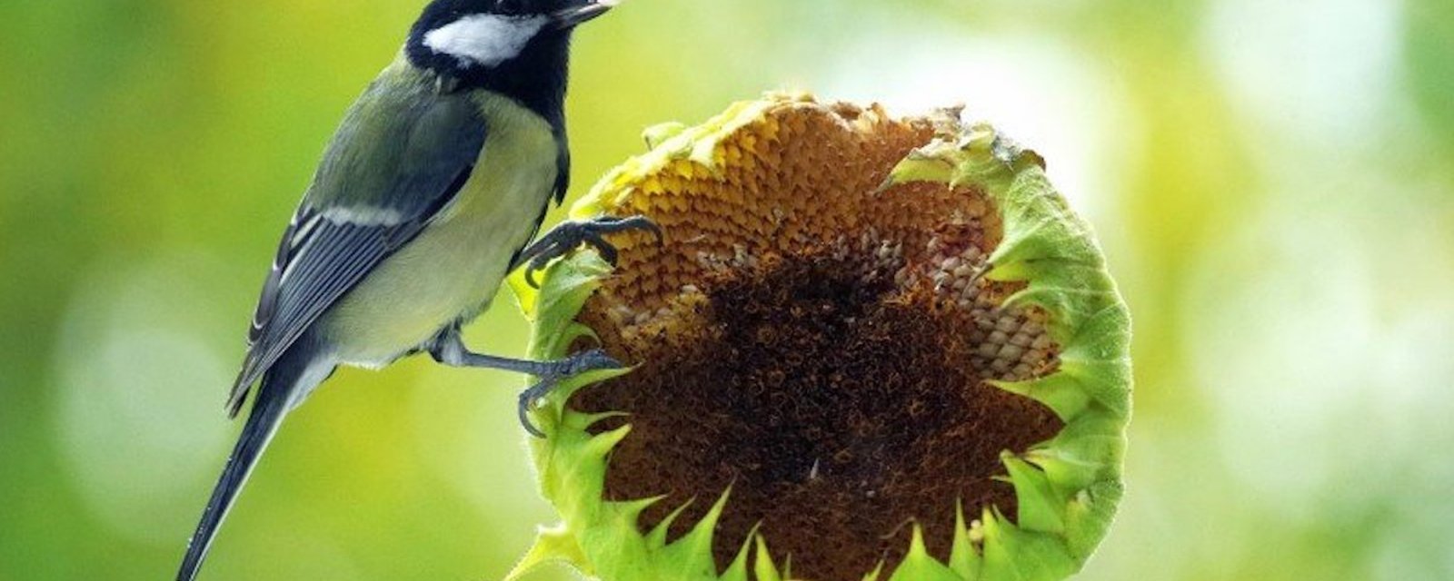 10 fleurs qui donneront envie aux oiseaux de visiter votre terrain