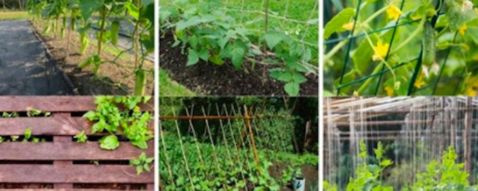 9 treillis à construire soi-même pour obtenir de meilleures récoltes de concombres