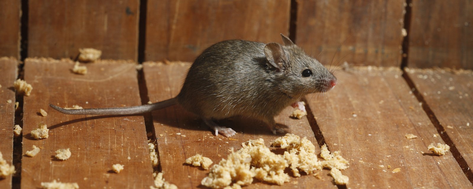 Comment fabriquer des sachets entièrement naturels pour éloigner les souris