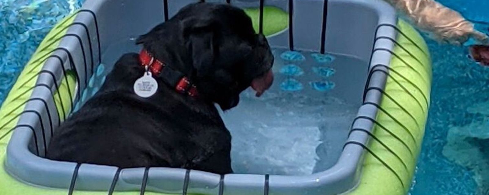 Des gens fabriquent des paniers flottants pour leurs chiens dans la piscine