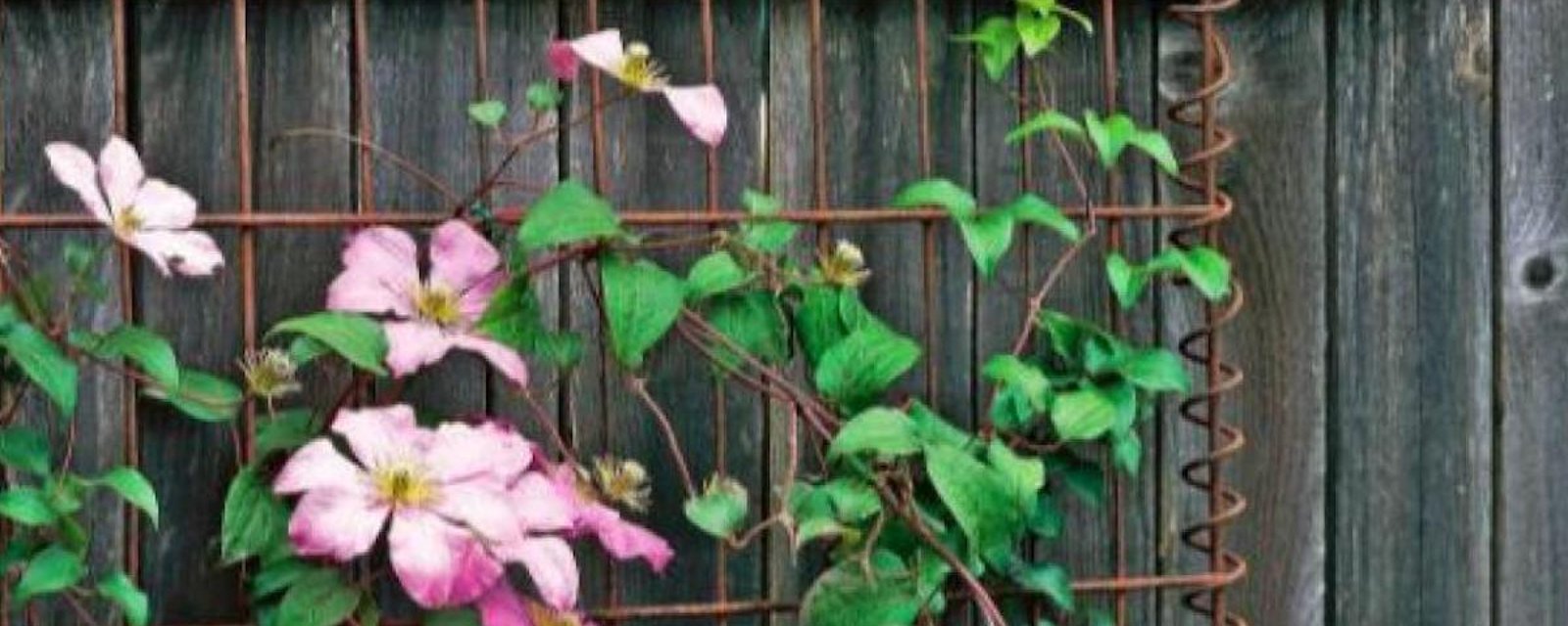 Des idées de supports pour vignes et plantes grimpantes qui peuvent amener votre jardin à un autre niveau!