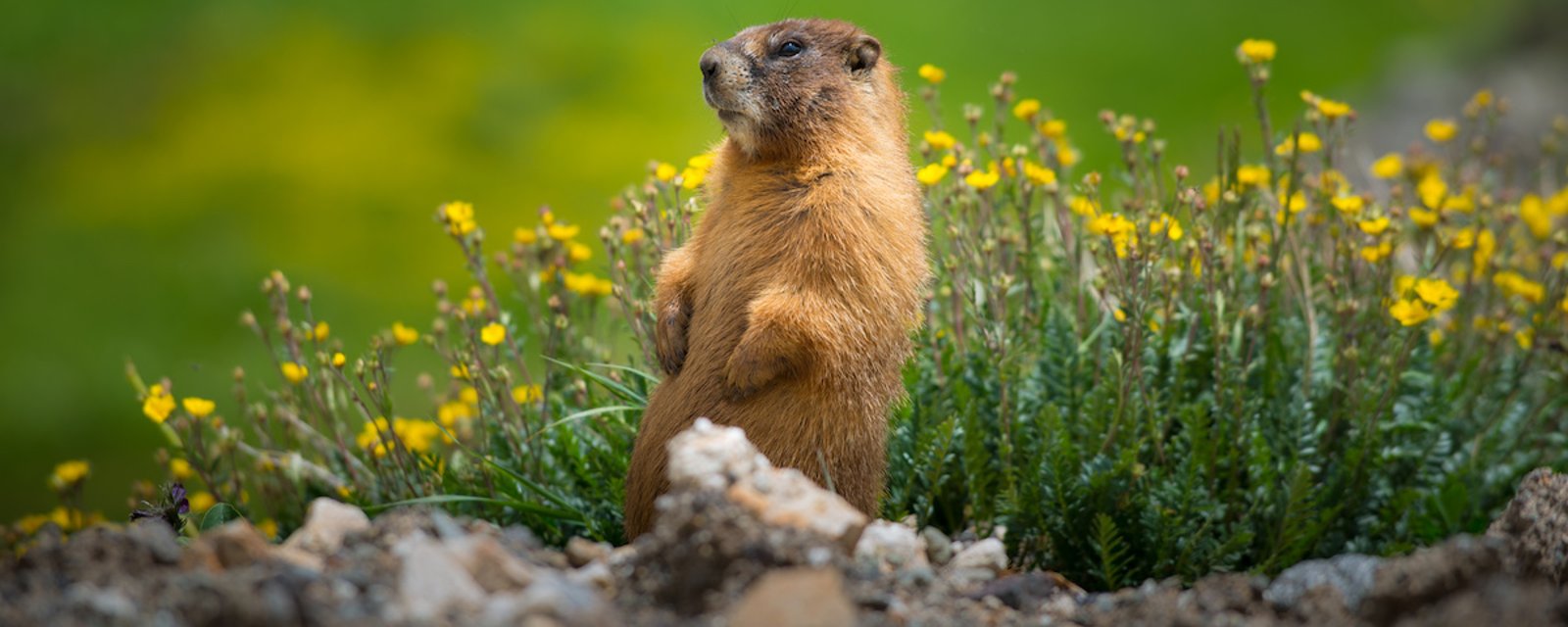 Comment décourager les marmottes de visiter votre jardin