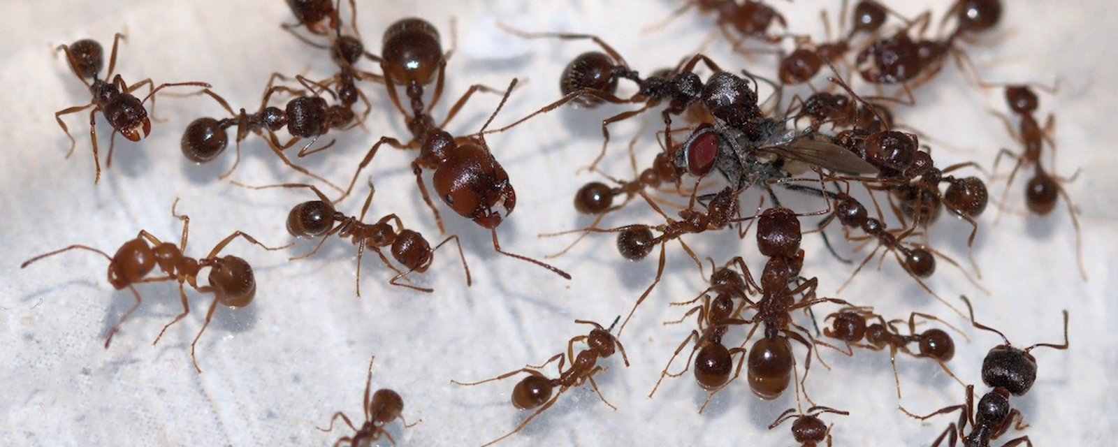 Comment se débarrasser naturellement des fourmis: 8 astuces