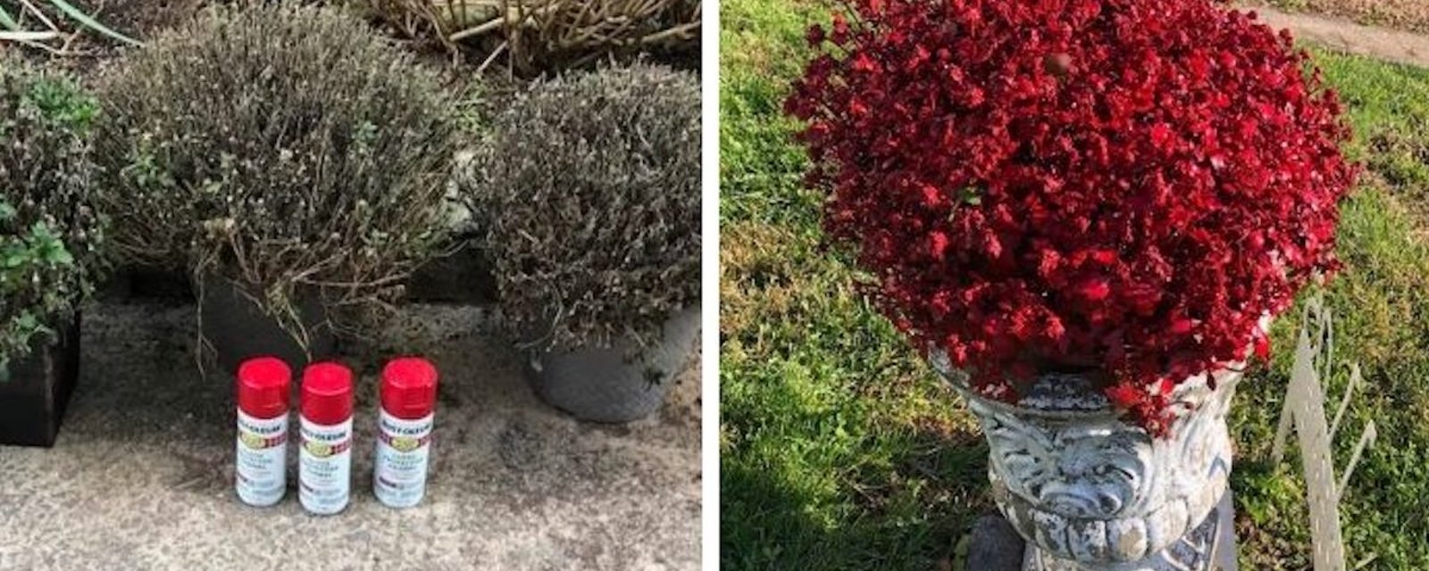 Nouvelle tendance florale: des gens peignent des plantes mortes au pistolet pour leur redonner vie