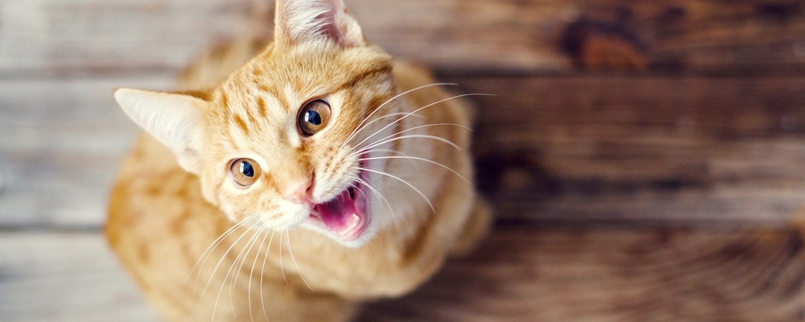 Votre chat miaule continuellement? Voici 12 explications possibles à ce comportement.