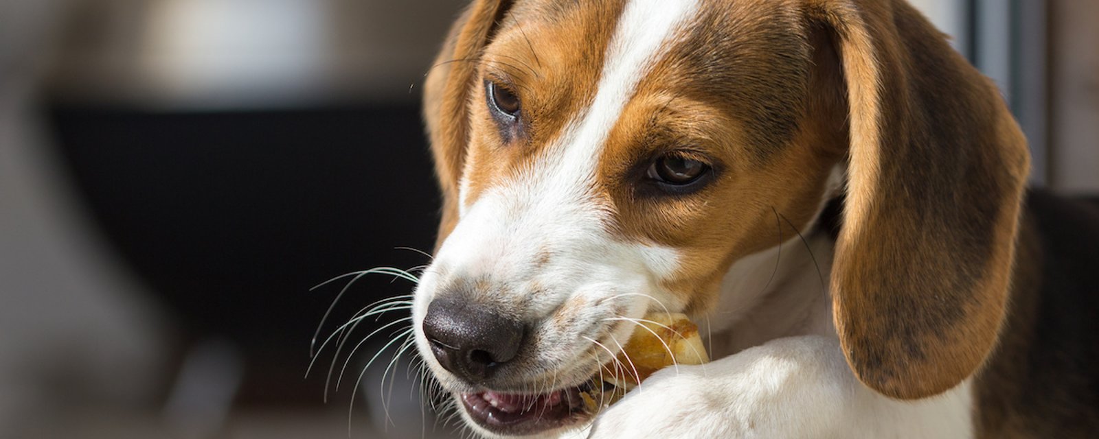 Un vétérinaire exhorte les gens à ne pas donner de jouets à mâcher en cuir brut à leurs chiens