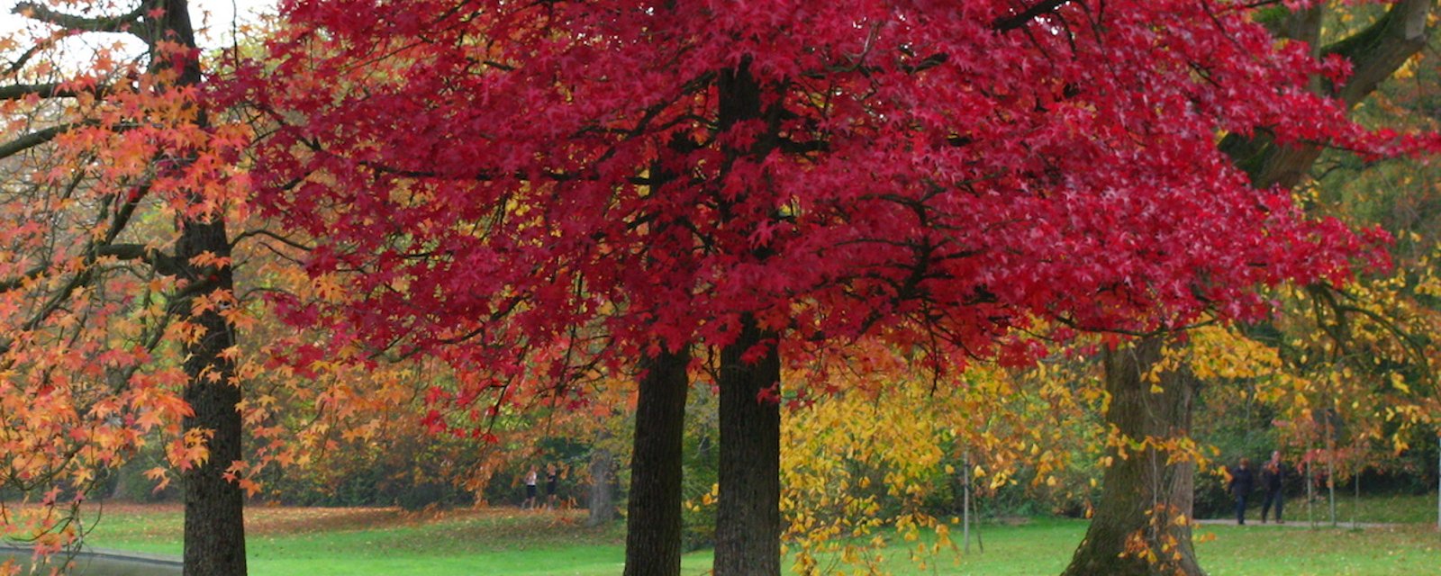 15 arbres qui offrent de merveilleuses couleurs en automne