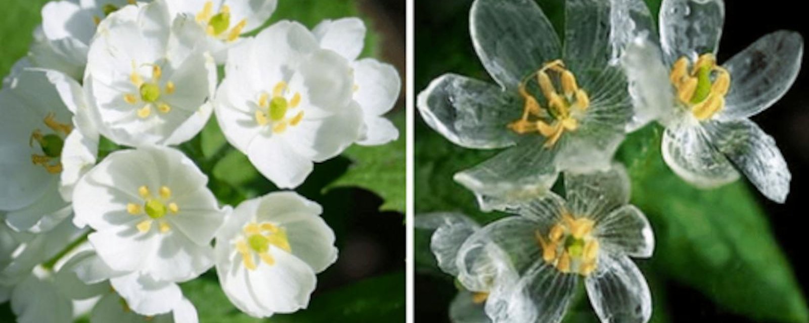 La fleur de verre (ou plante squelette): un végétal rare et fascinant!