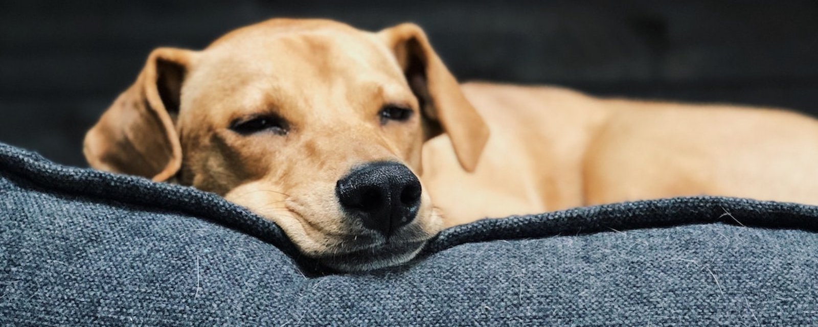 8 positions de sommeil chez le chien et leurs significations