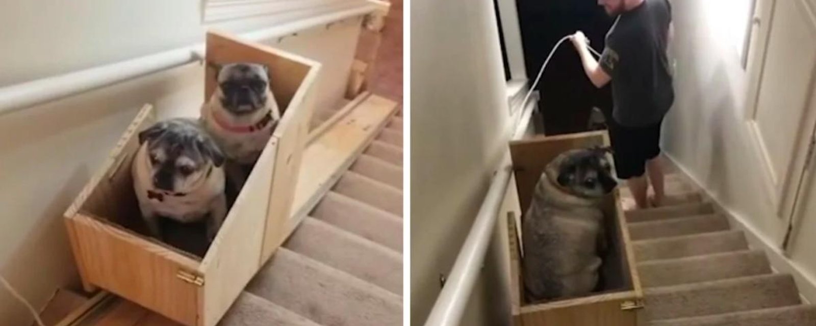 Elle construit un système pour aider ces chiens âgés dans les escaliers