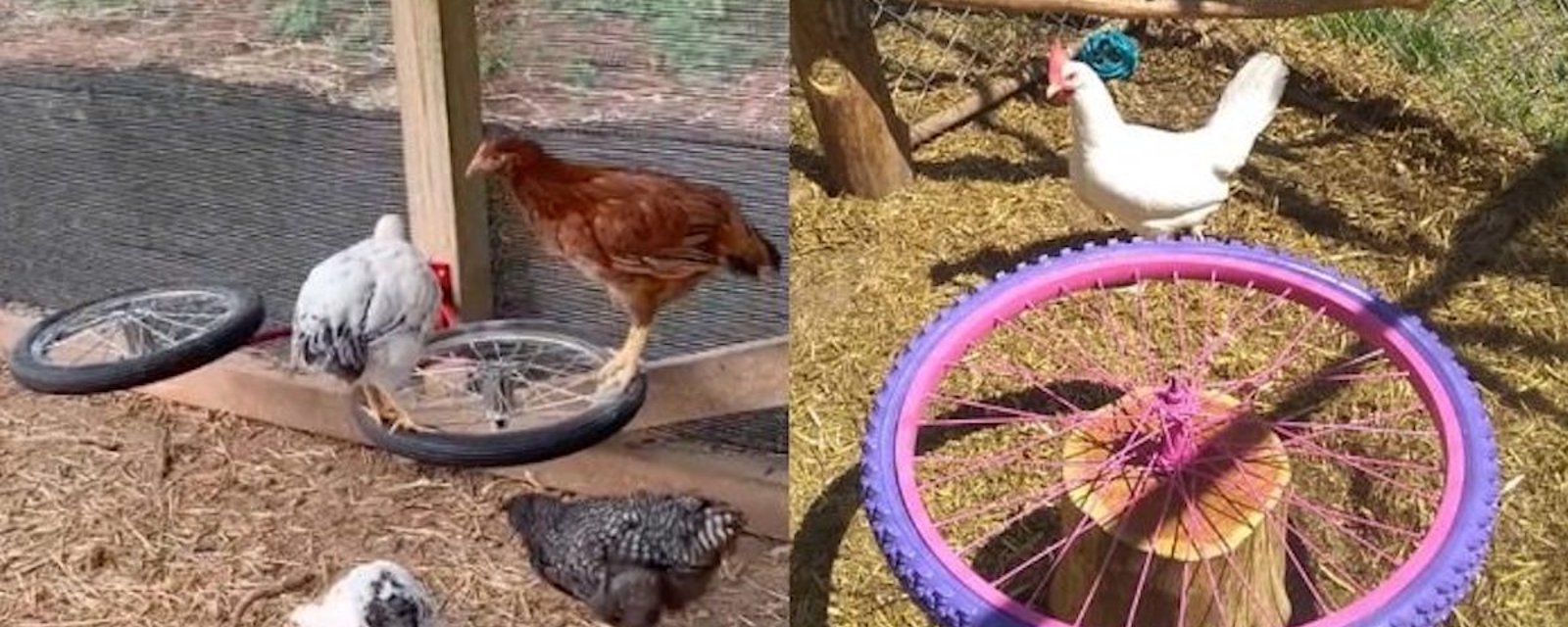 Nouvelle tendance: des carrousels pour  poulets à partir de roues de vélo